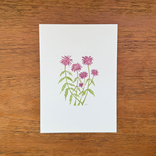 Bee Balm Print
