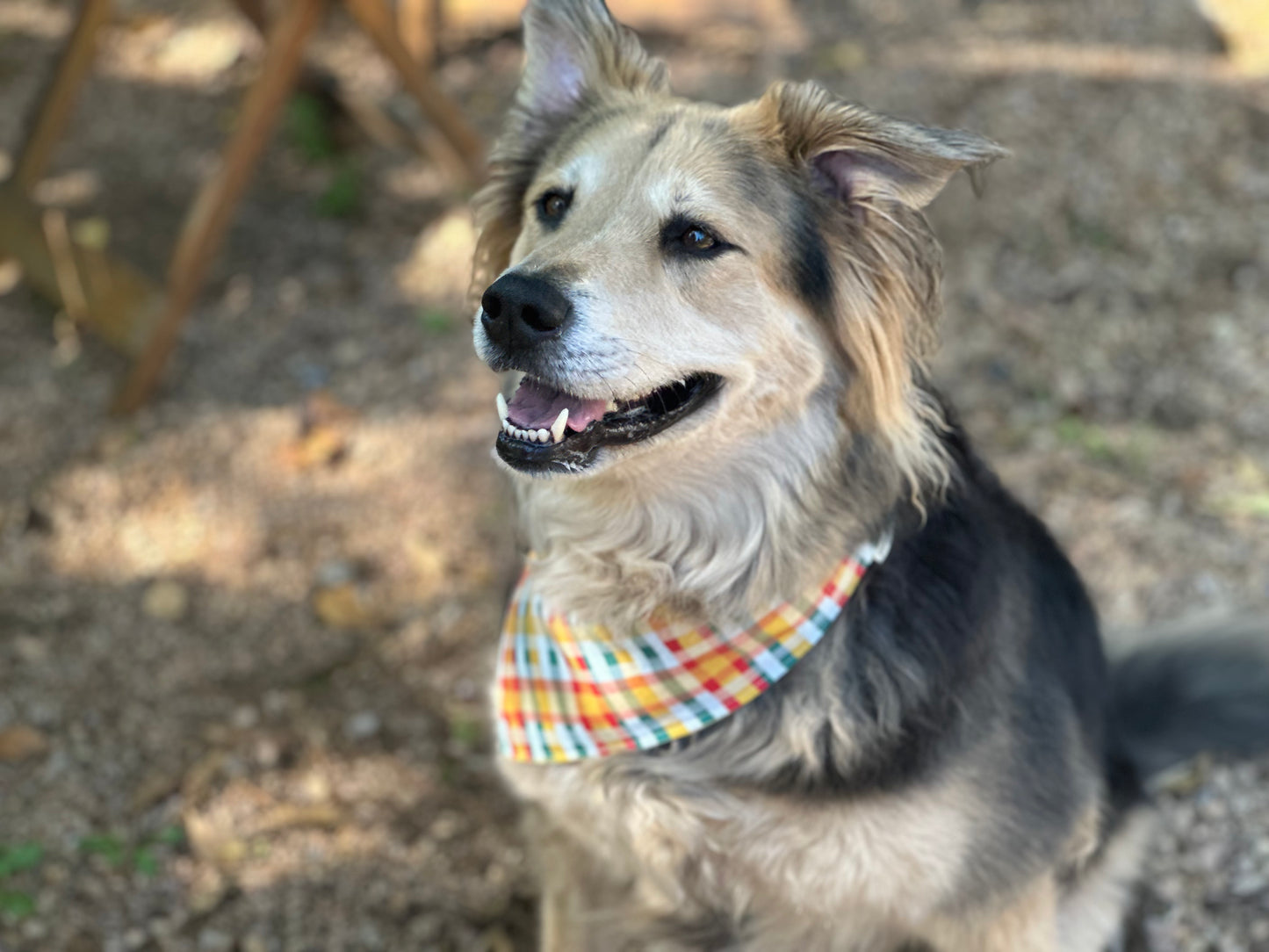 Spread Love Pet Bandana