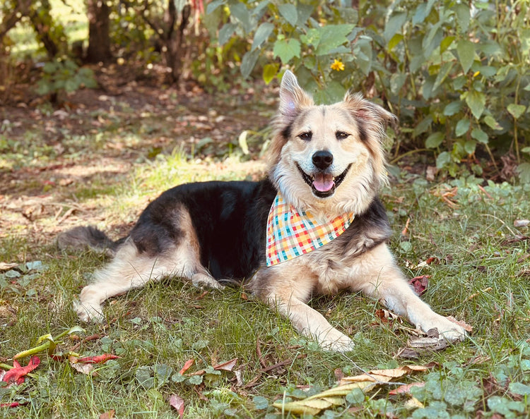 Pet Bandanas
