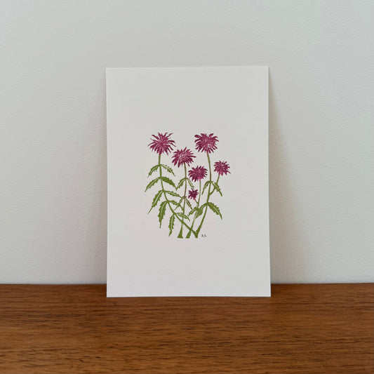 Bee Balm 5 x 7 Print